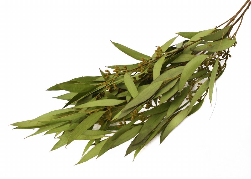 Picture of Dried Amber Fruit Foliage Dark Green 75g